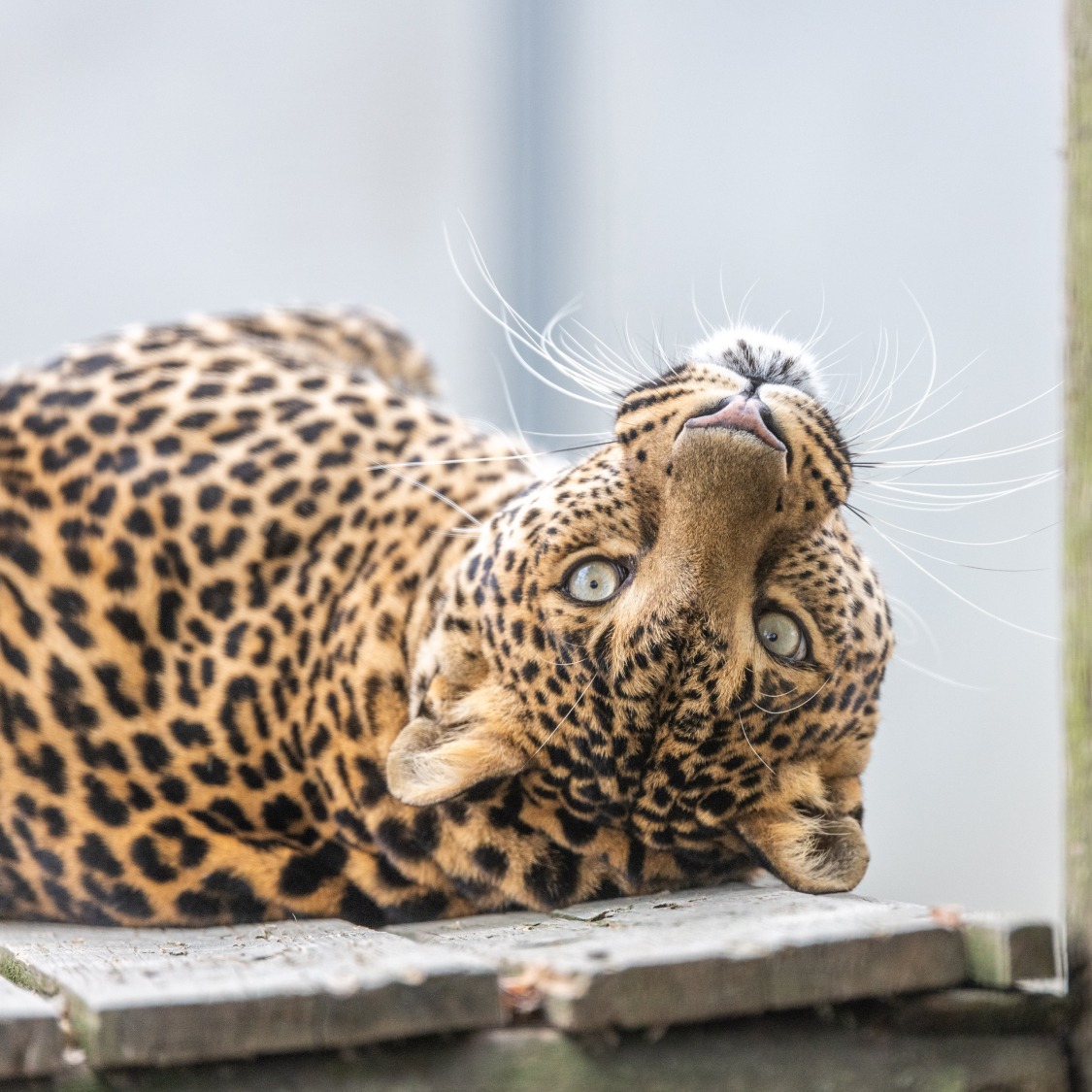 Identité visuelle, design et développement d'un site web vitrine - ANGELIQUE DAMOUR Design Studio - Animal contact - spécialiste des animaux acteurs - services